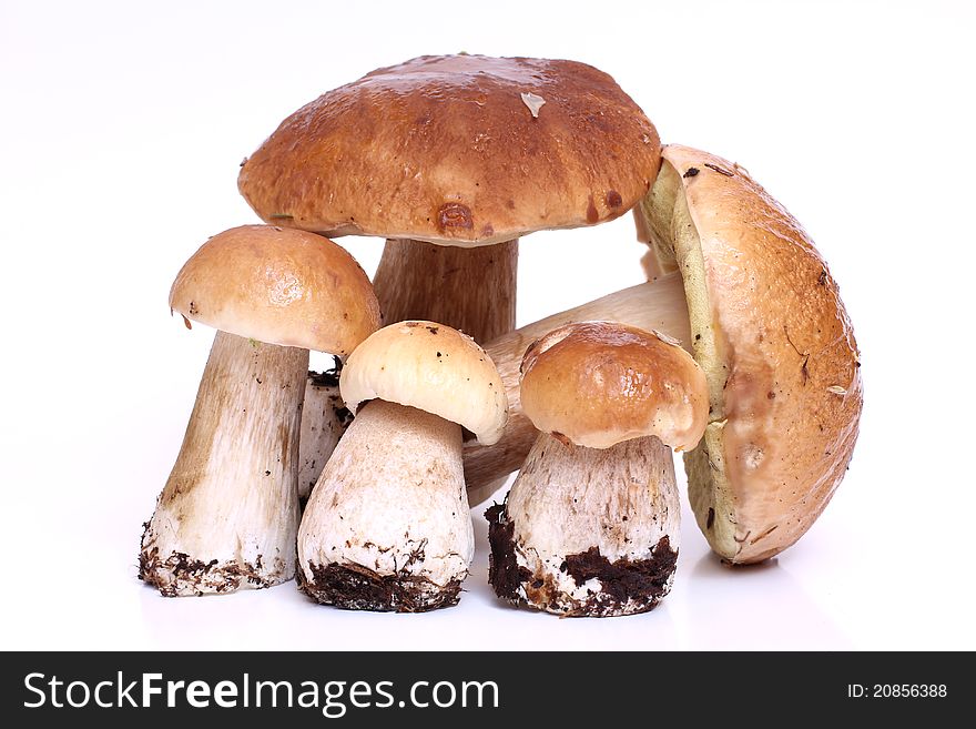 Color photo of wild mushrooms. Color photo of wild mushrooms