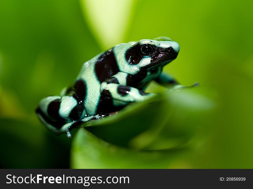 Green and Black Poison Dart Frog sitting