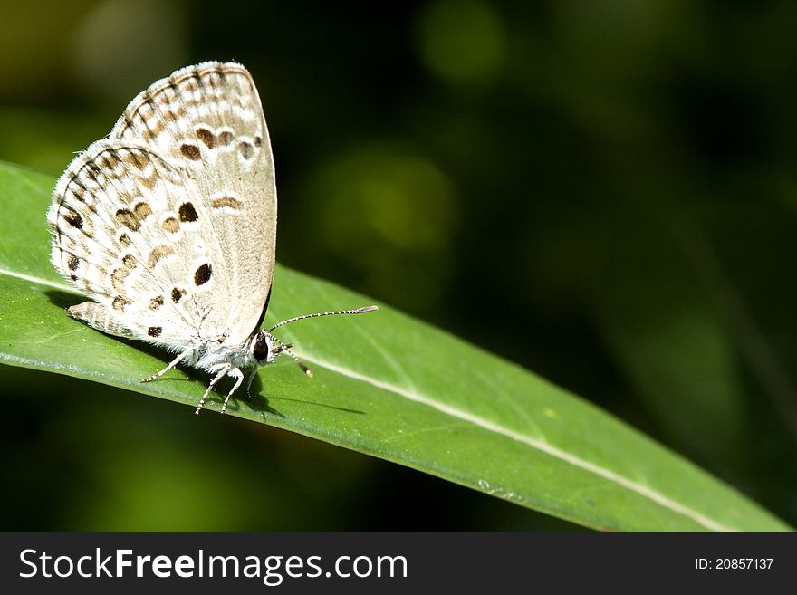 Butterfly On Green Leaf