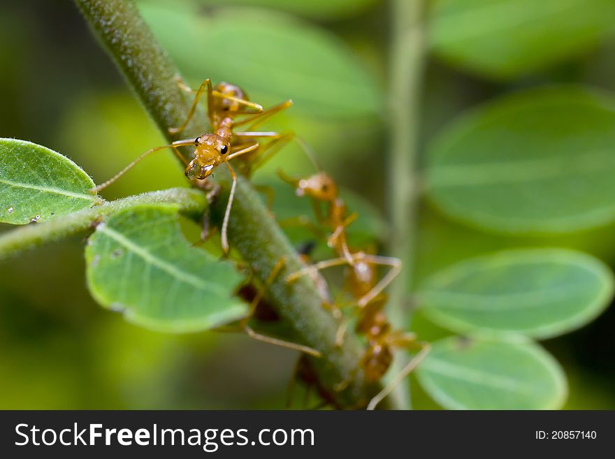 Red ant on green leaf macro shot