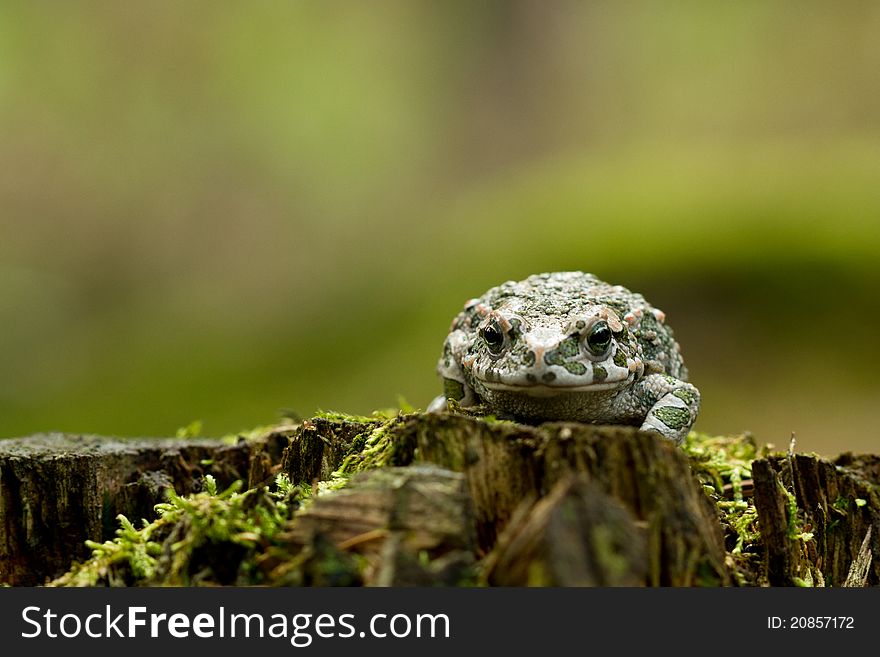 European Green Toad in the forest