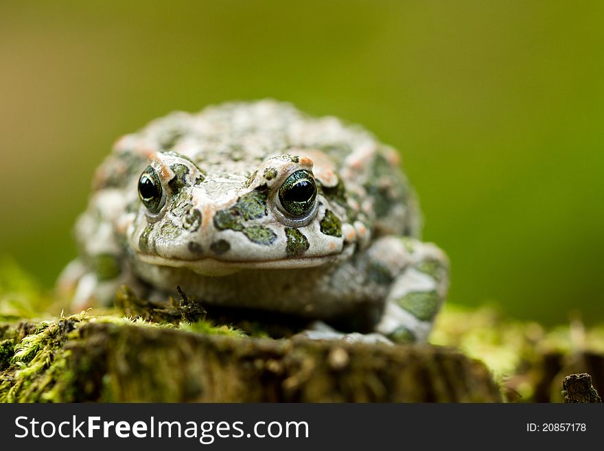 European Green Toad in the forest