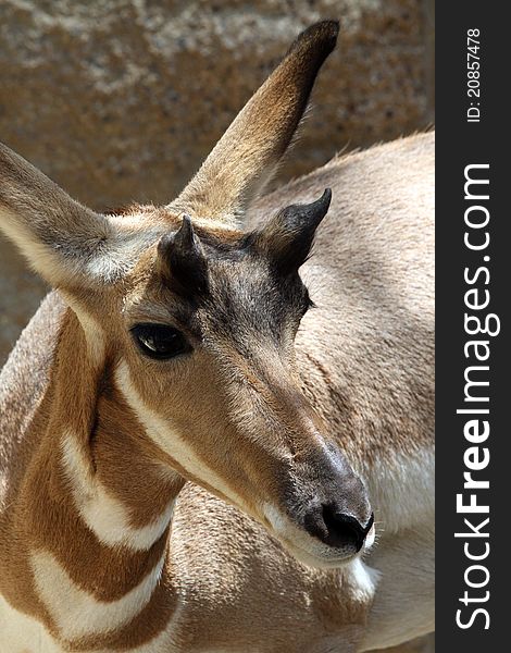 Young Baja Pronghorn Close Up Profile Portrait