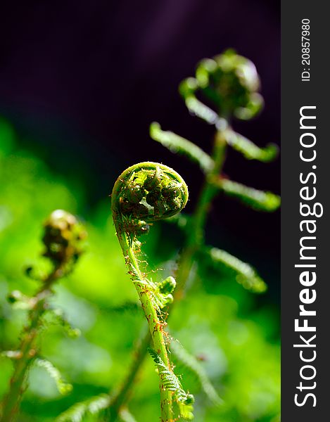 Young Frond Of Dryopteris Sp.