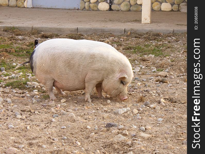 Thick pig in a court yard