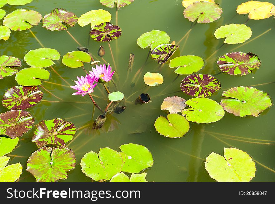 Bautiful pink lotus on the deep lake. Bautiful pink lotus on the deep lake