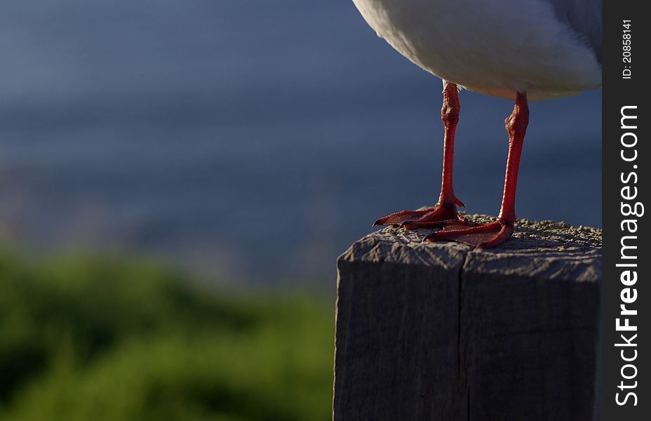 A Seagull standing on a wooden post. A Seagull standing on a wooden post.