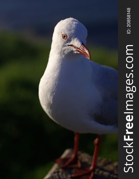 A Seagull standing on a wooden post.