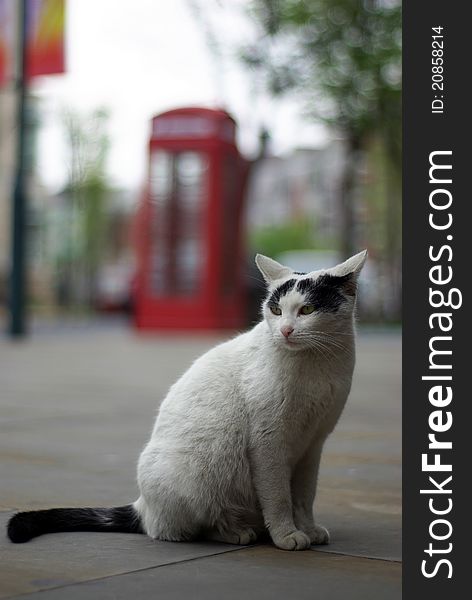 A black and white pregnant cat sits in front of a telephone booth.