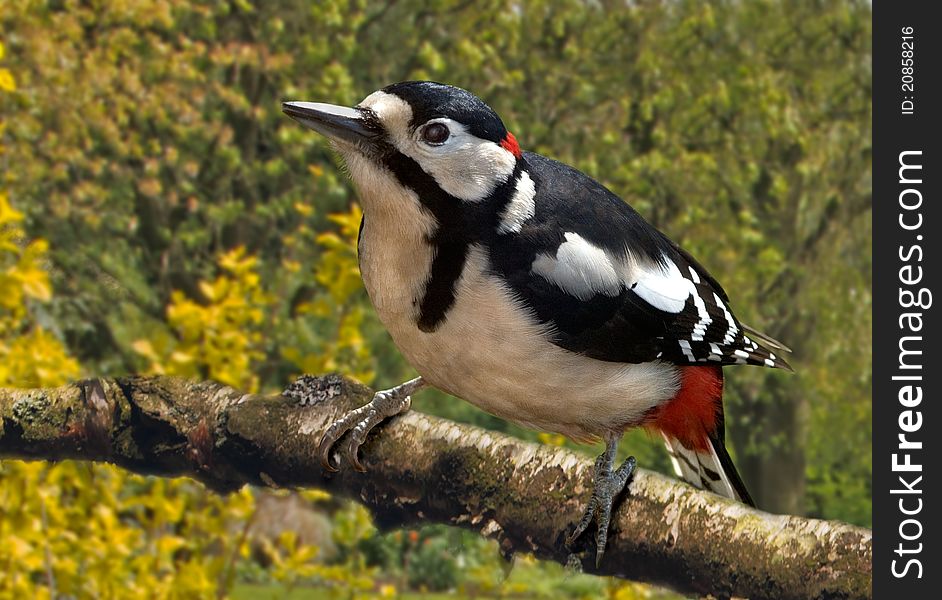 A male Great Spotted Woodpecker on a tree branch in Staffordshire, England.