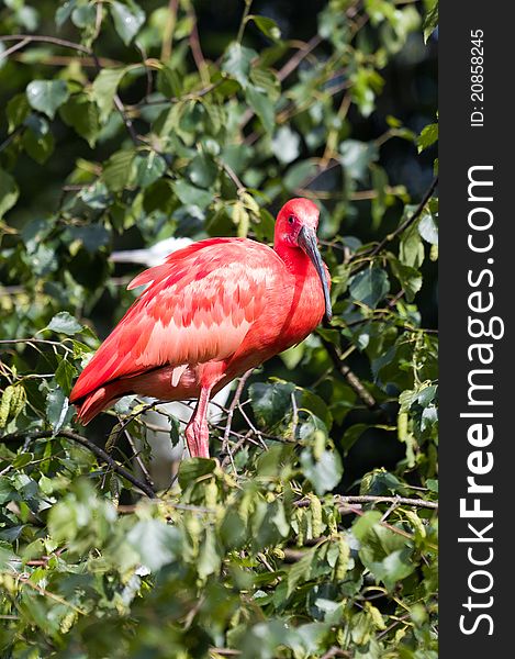Scarlet Ibis perched in tree
