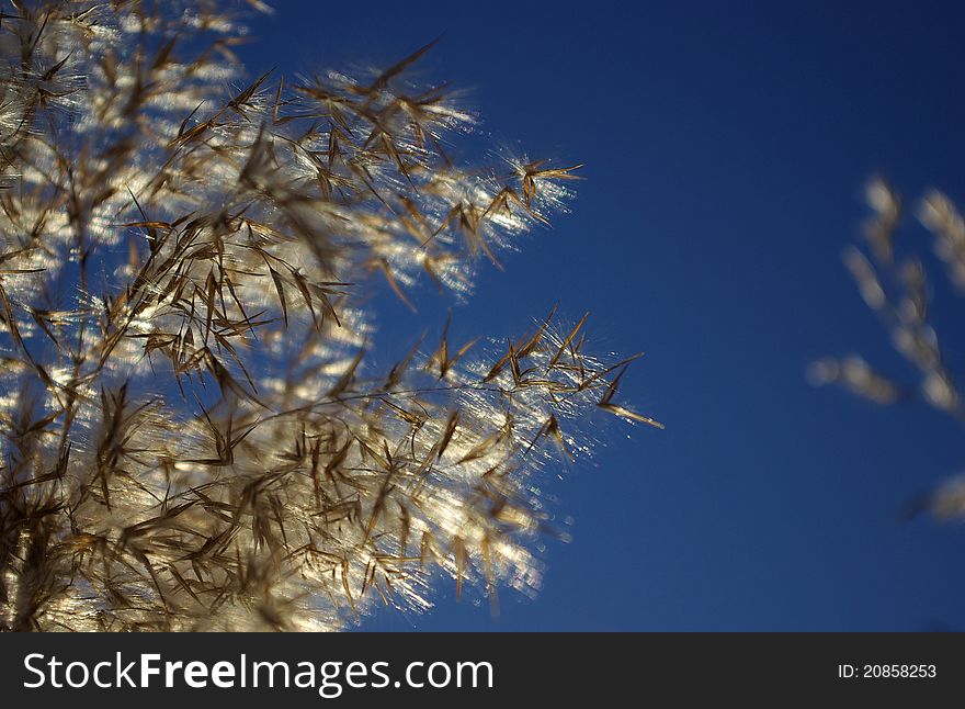 Sparkling reeds against the blue sky