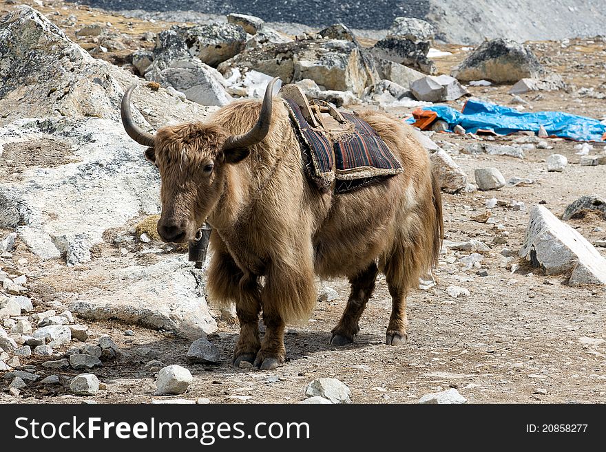 Himalayan Yak