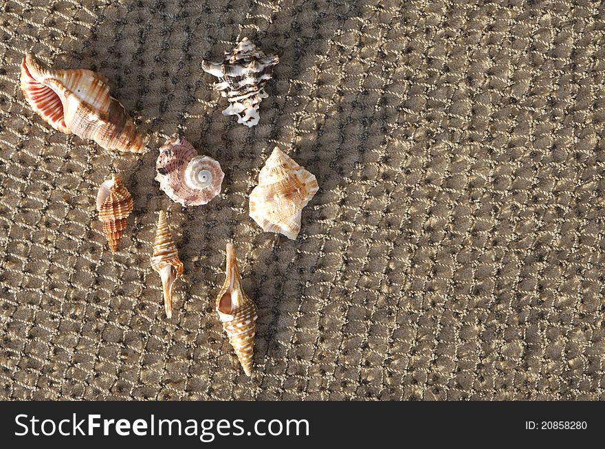 Cockleshells lie on a fishing net on sand