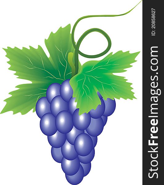 Branch purple grape vine that the vector. Branch purple grape vine that the vector
