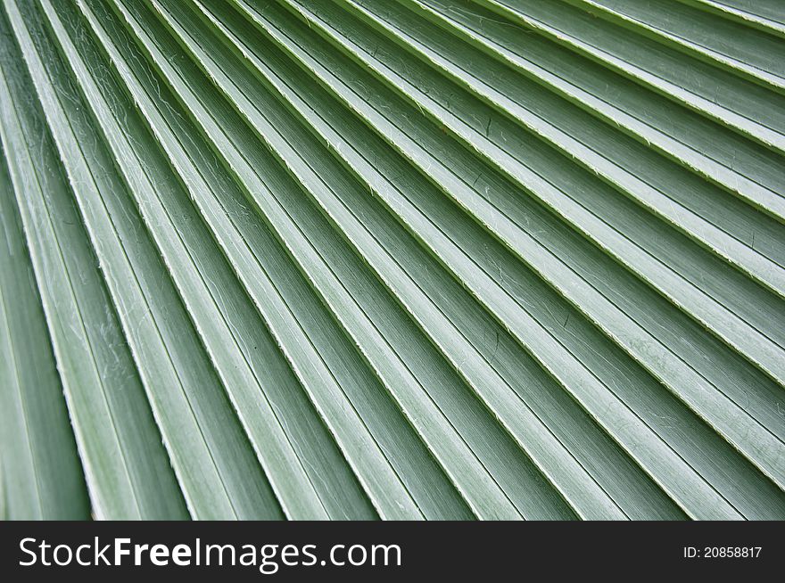 The natural and pattern green of palm leaves. The natural and pattern green of palm leaves.