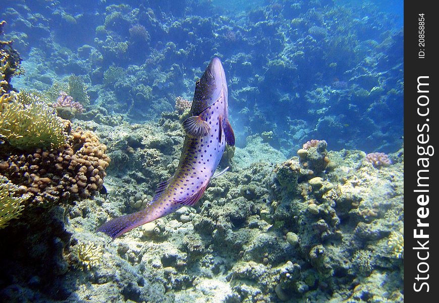 Underwater scene, rest on the Red sea, Egypt, Sharm El Sheikh. Underwater scene, rest on the Red sea, Egypt, Sharm El Sheikh