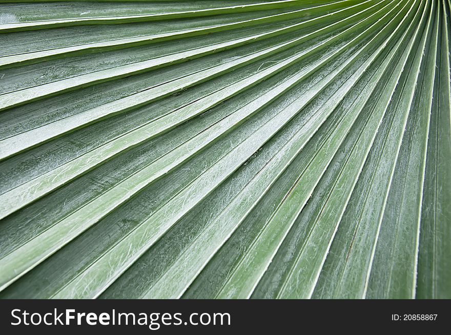 Natural Green Of Palm Leaf