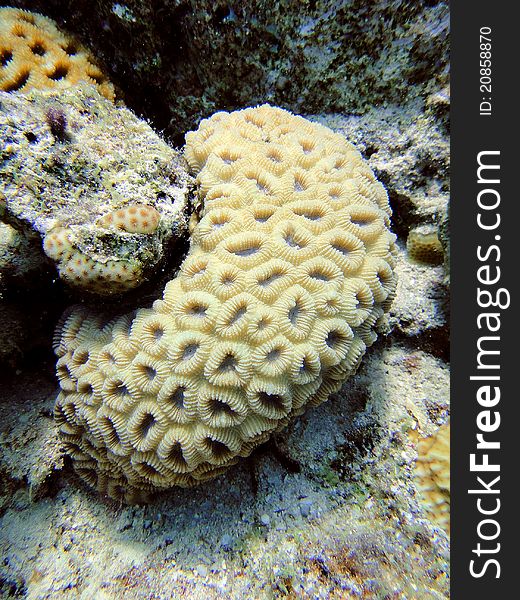 Unusual Coral 2