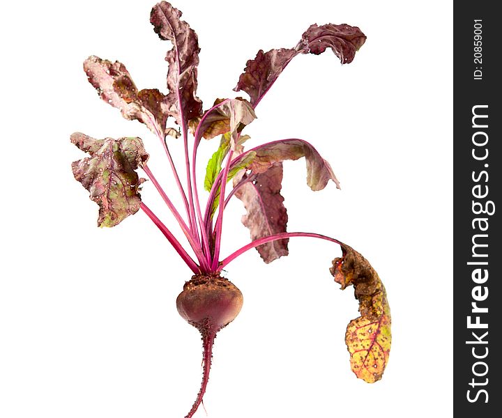Beet on a white background