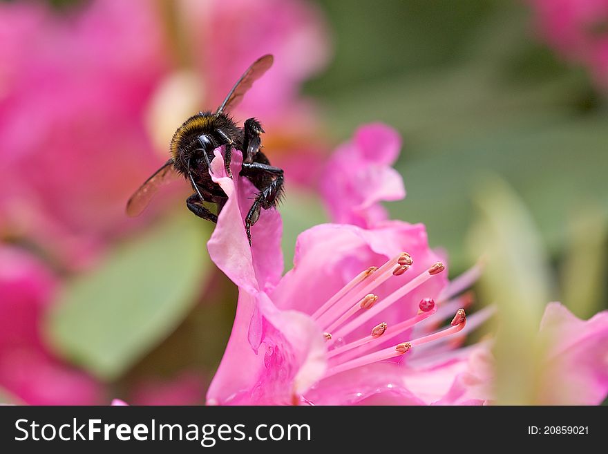 Bumblebee sitting on a pink flower. Bumblebee sitting on a pink flower