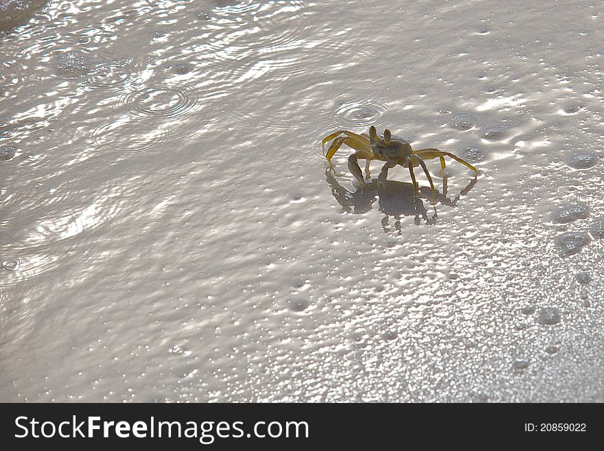 Sand crab sitting on the beach during sunset. Sand crab sitting on the beach during sunset