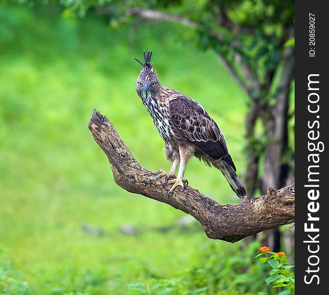 Mountain Howk Eagle with yellow eyes sitting on a branch