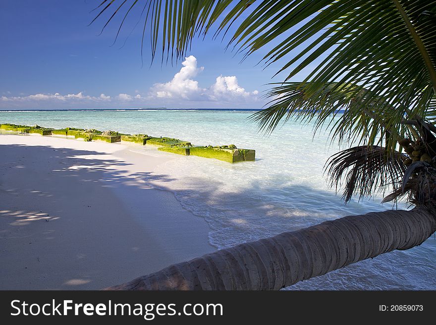 Palm tree on a sand beach