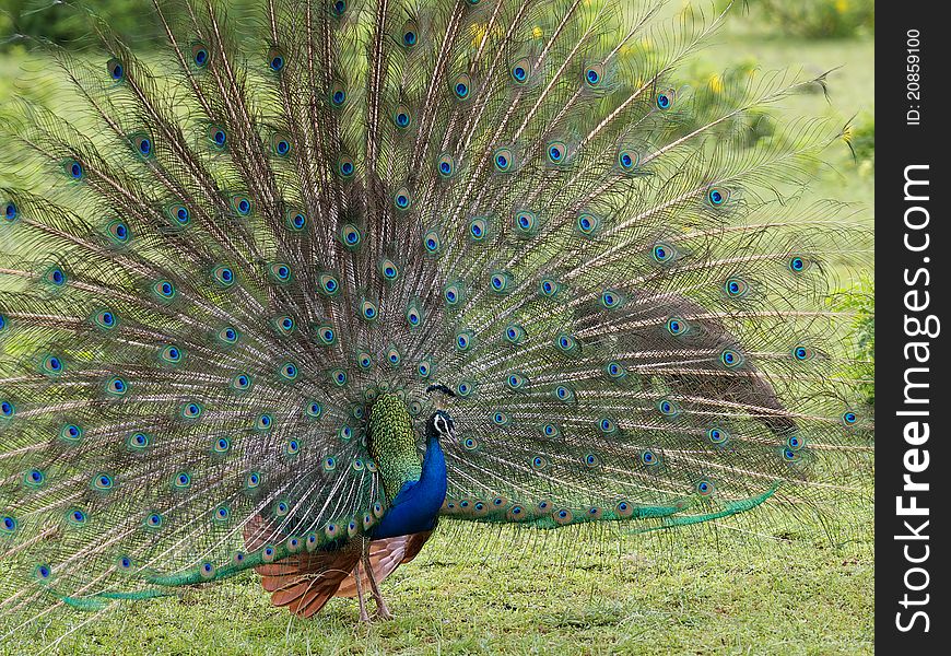 Beautiful peacock with full feather