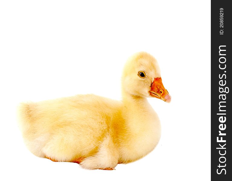 A young goose on a white background