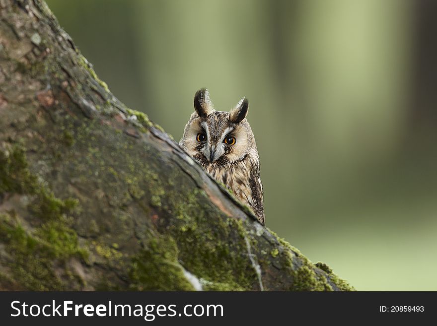 A captive Long-eared Owl,Asio otus,peering over a tree trunk in Mid Wales,