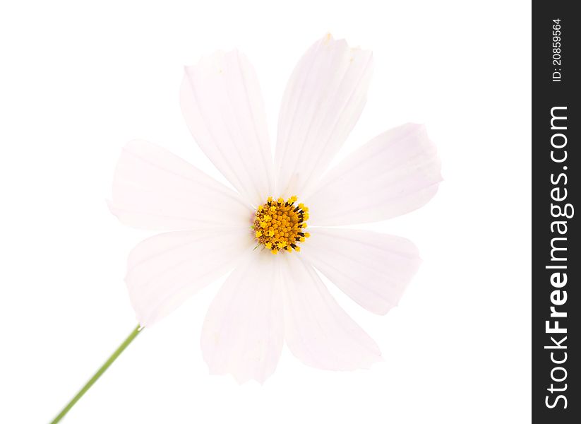 Summer flower on white background