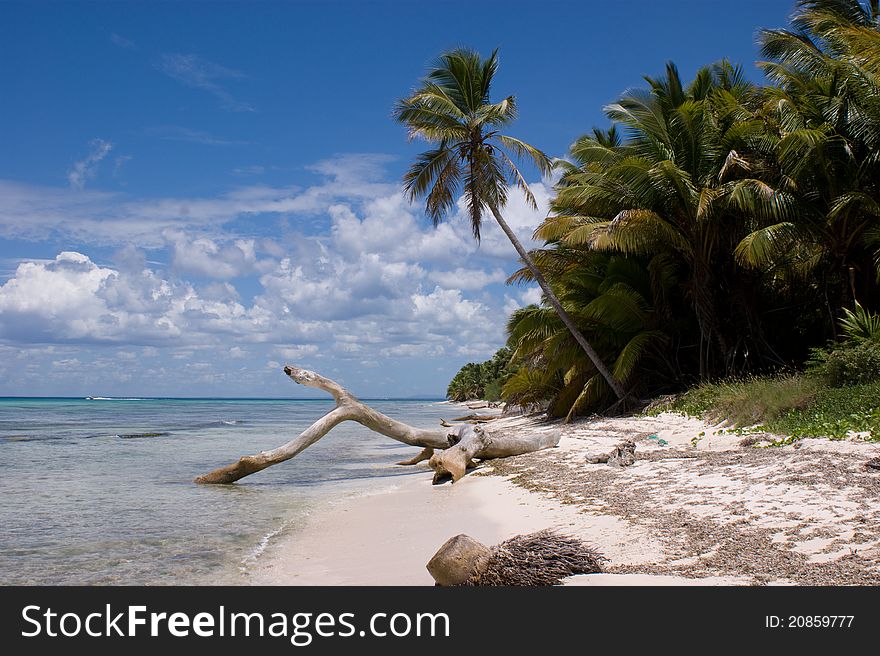 Paradise beach of saona, dominican republic. Paradise beach of saona, dominican republic