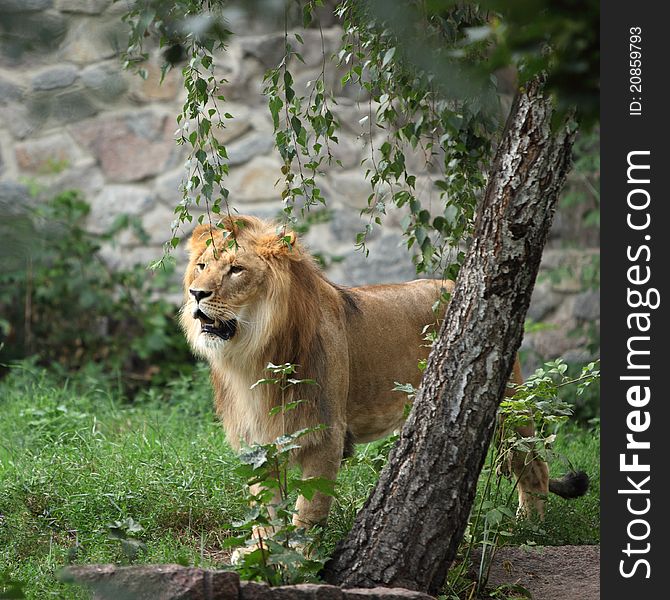 Lion portrait in the zoo