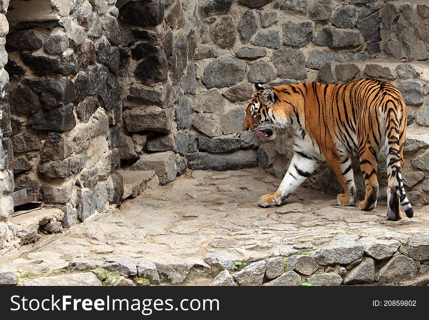 Tiger portrait in the zoo