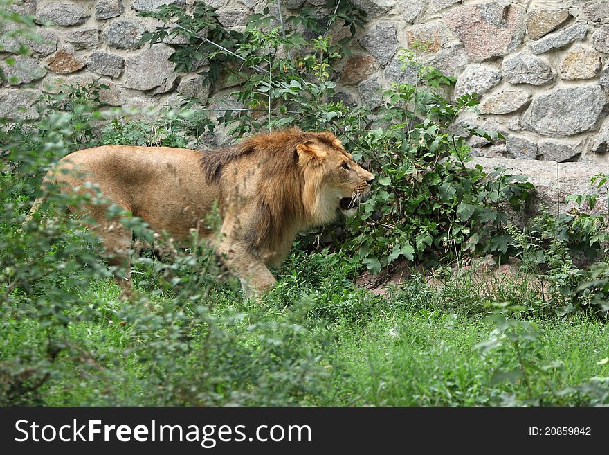 Lion portrait in the zoo