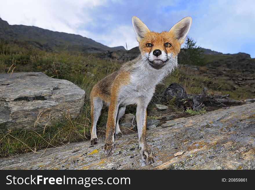 Frontal view of a red fox ( vulpes vulpes). Frontal view of a red fox ( vulpes vulpes)