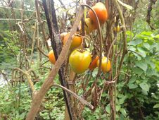 Tomatoes Ready To Harvest, Cianjur, Indonesia - 2021 Stock Photography Tomatoes Ready To Harvest, Cianjur, Indonesia - 2021 Stock Photography
