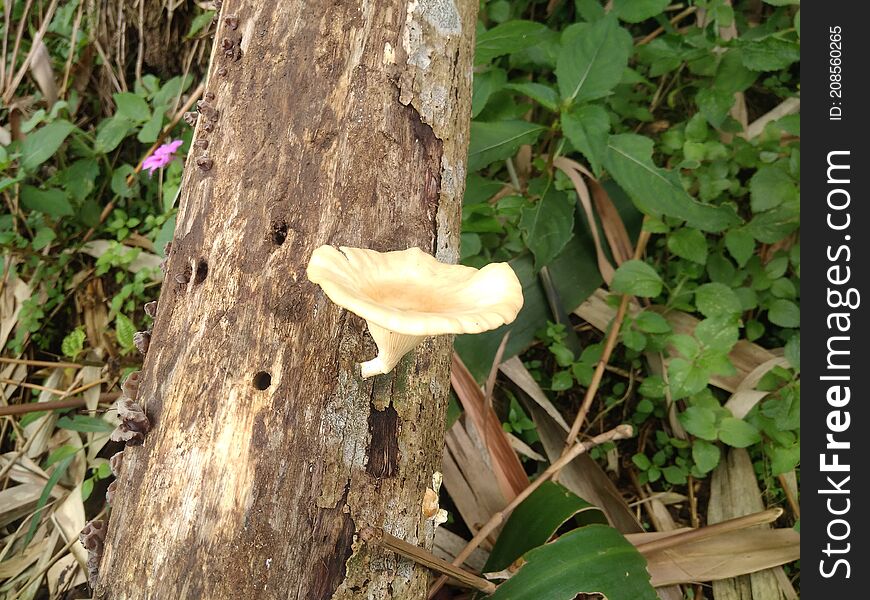 Mushroom On The Wood, Cianjur, Indonesia - 2021. Many mushroom in the morning, this is tropical plant