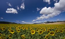 Field Of Sunflowers Stock Images Field Of Sunflowers Stock Images