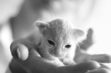 Sphinx Kitty Royalty Free Stock Photos Sphinx Kitty Royalty Free Stock Photos