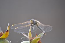 Gray And Yellow Dragonfly Royalty Free Stock Photo