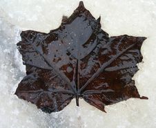 Leaf On Ice Stock Photography Leaf On Ice Stock Photography
