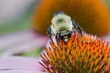 Bee On Echinacea Flower Royalty Free Stock Photos