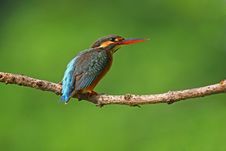 Common Kingfisher Royalty Free Stock Images