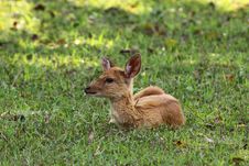 Deer Fawn On Green Grass Royalty Free Stock Photo Deer Fawn On Green Grass Royalty Free Stock Photo