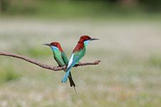 Group Of Blue-throated Bee-eater Royalty Free Stock Images Group Of Blue-throated Bee-eater Royalty Free Stock Images