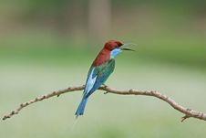 Blue-throated Bee-eater Royalty Free Stock Image