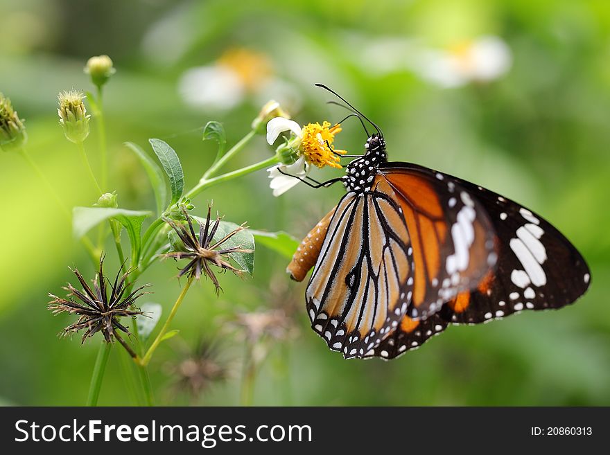 Butterfly and chrysanthemum