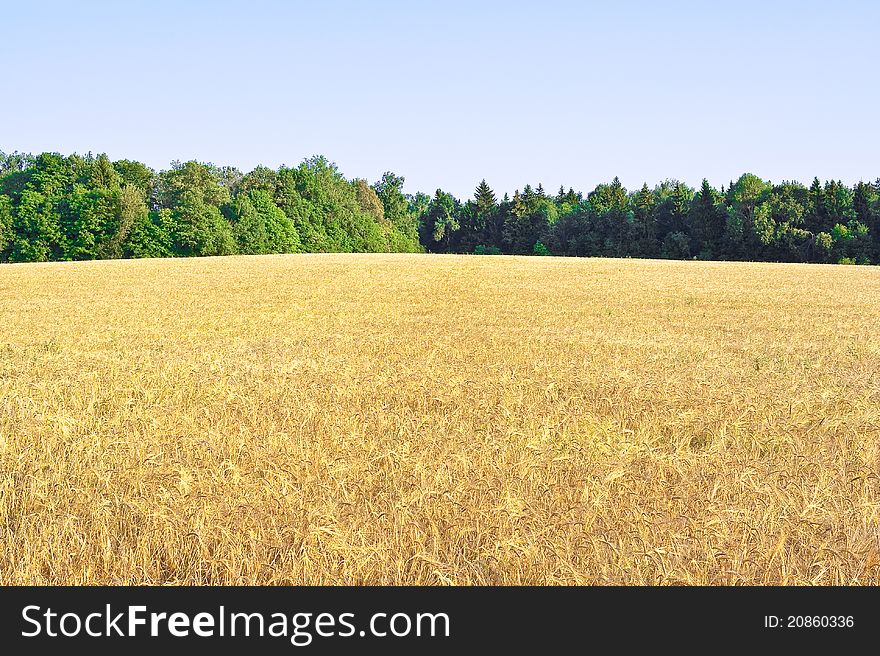 Field of ripe wheat on a hill. Field of ripe wheat on a hill